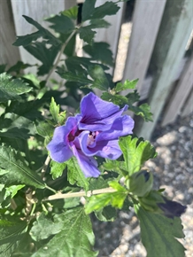 Syrisk rose "Marina"